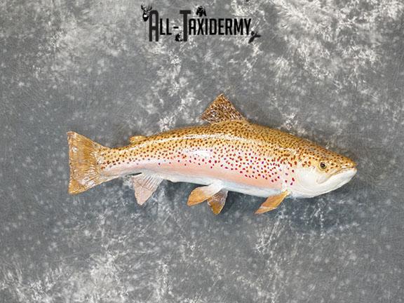 28" Steelhead Trout taxidermy mount SKU 2228 - Image 2