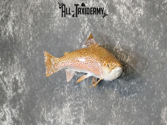28" Steelhead Trout taxidermy mount SKU 2228 - Image 5