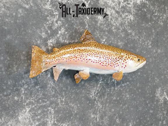 28" Steelhead Trout taxidermy mount SKU 2228 - Image 4