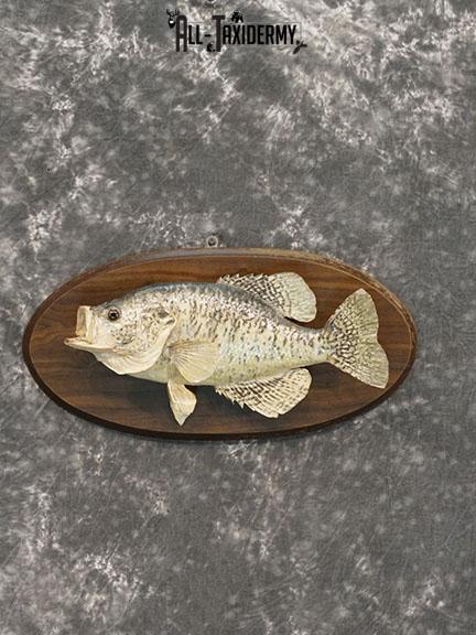 16 White Crappie Fish taxidermy mount SKU 2227 - All Taxidermy