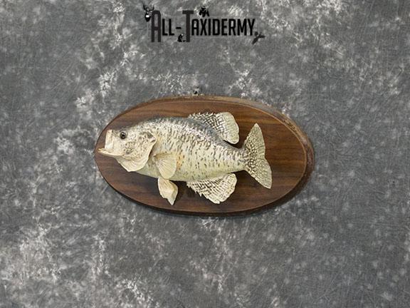 16" White Crappie Fish taxidermy mount SKU 2227 - Image 2