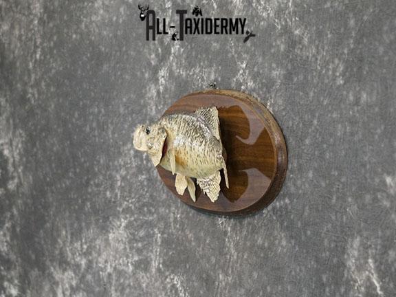 16" White Crappie Fish taxidermy mount SKU 2227 - Image 5