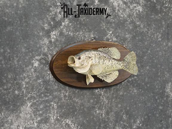16" White Crappie Fish taxidermy mount SKU 2227 - Image 4