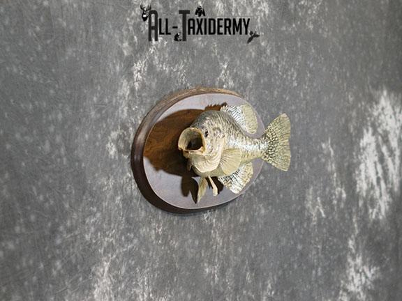 16" White Crappie Fish taxidermy mount SKU 2227 - Image 3