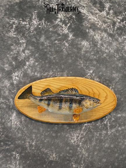 15" Perch fish taxidermy mount SKU 2226