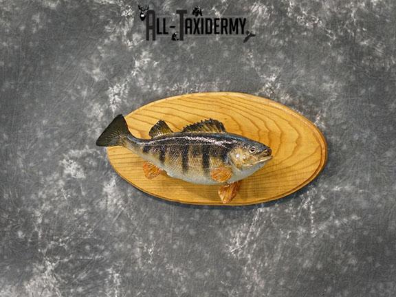 15" Perch fish taxidermy mount SKU 2226 - Image 2