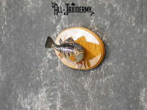 15" Perch fish taxidermy mount SKU 2226 - Image 8