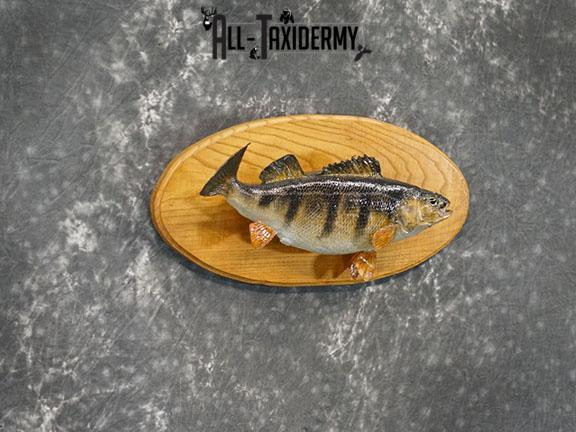 15" Perch fish taxidermy mount SKU 2226 - Image 7