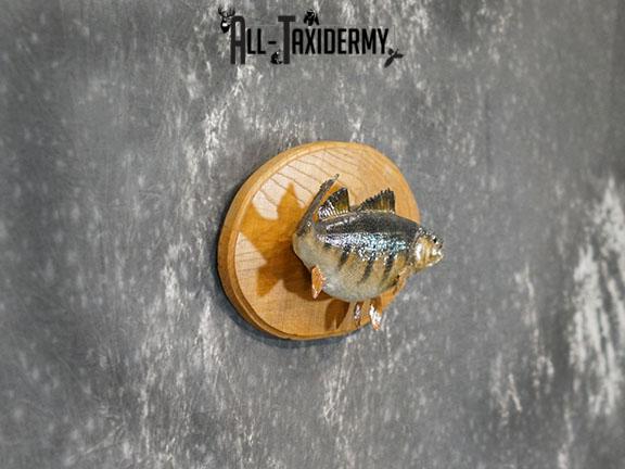 15" Perch fish taxidermy mount SKU 2226 - Image 6