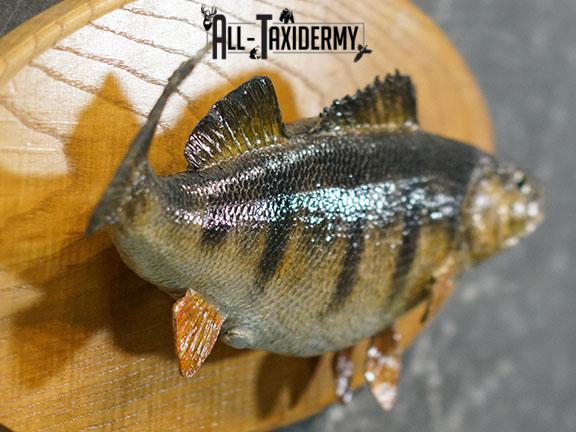 15" Perch fish taxidermy mount SKU 2226 - Image 5