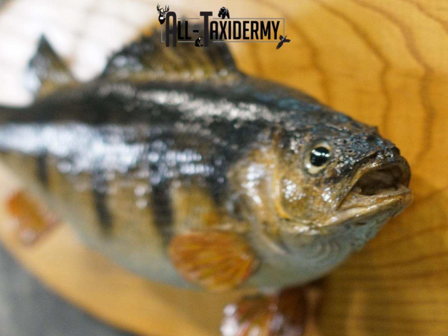 15" Perch fish taxidermy mount SKU 2226 - Image 4