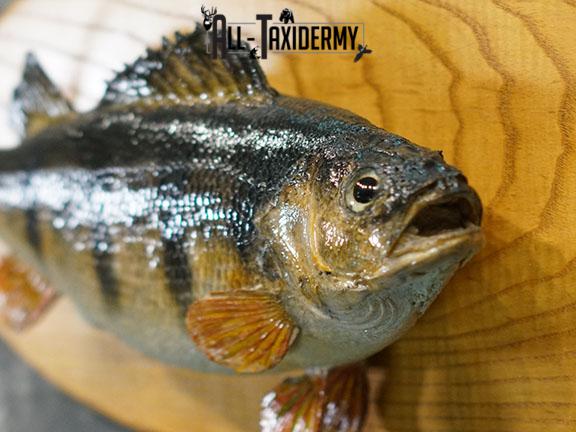 15" Perch fish taxidermy mount SKU 2226 - Image 3