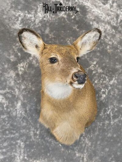 Whitetail Deer Doe shoulder mount SKU 2225