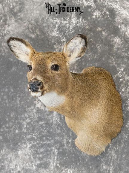 Whitetail Deer Doe shoulder mount SKU 2225 - Image 2