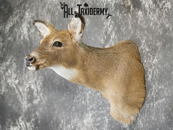 Whitetail Deer Doe shoulder mount SKU 2225 - Image 5
