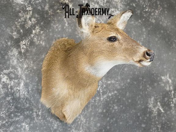 Whitetail Deer Doe shoulder mount SKU 2225 - Image 4