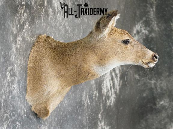 Whitetail Deer Doe shoulder mount SKU 2225 - Image 3