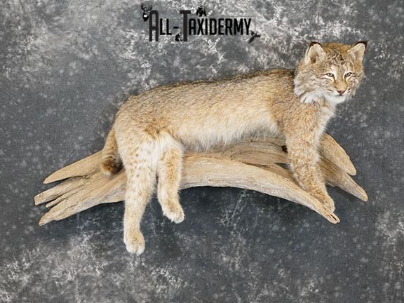 Bobcat taxidermy mount SKU 2224 - Image 11