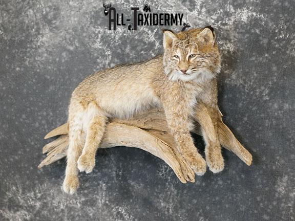 Bobcat taxidermy mount SKU 2224 - Image 10