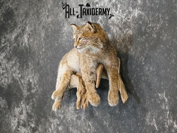 Bobcat taxidermy mount SKU 2224 - Image 9