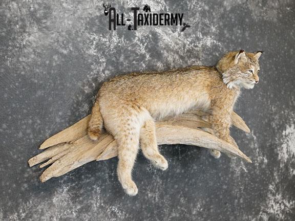 Bobcat taxidermy mount SKU 2224 - Image 8