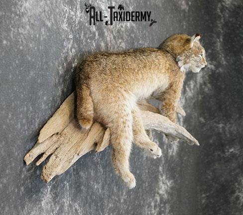 Bobcat taxidermy mount SKU 2224 - Image 7