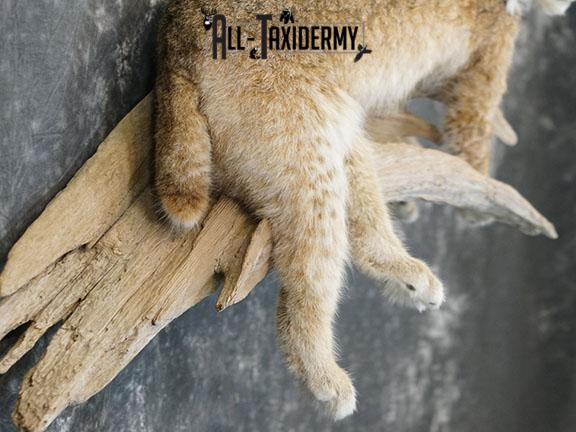 Bobcat taxidermy mount SKU 2224 - Image 6
