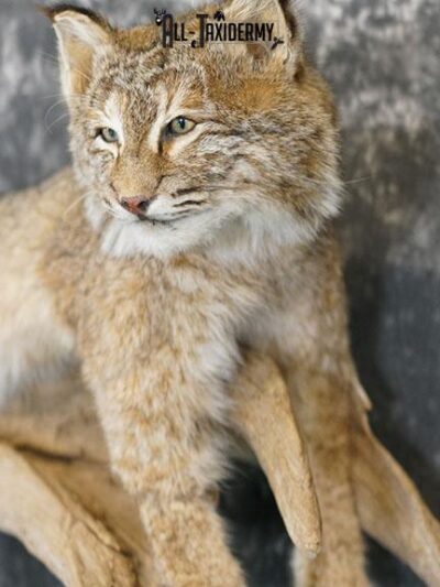 Bobcat taxidermy mount SKU 2224