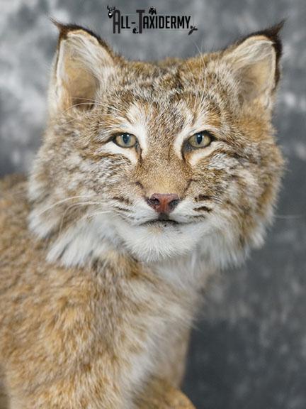 Bobcat taxidermy mount SKU 2224 - Image 4
