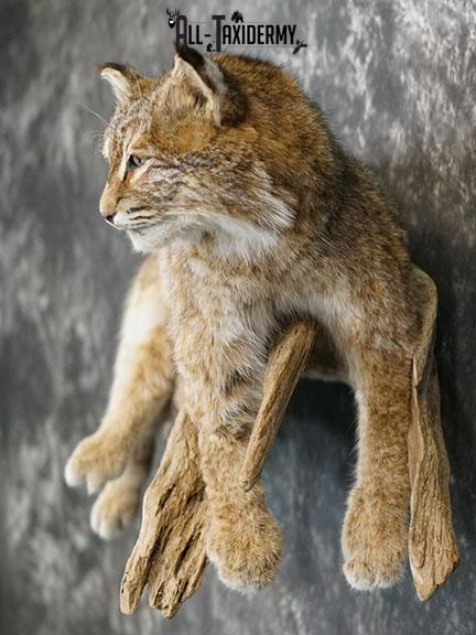 Bobcat taxidermy mount SKU 2224 - Image 3