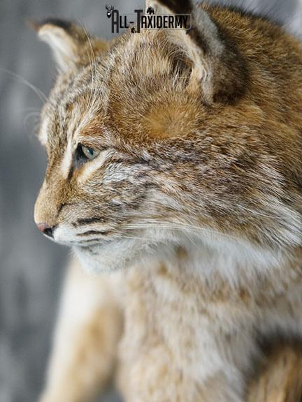 Bobcat taxidermy mount SKU 2224 - Image 2