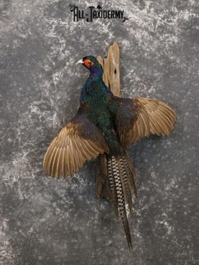 Melanistic Mutant Pheasant color phase taxidermy mount SKU 2222