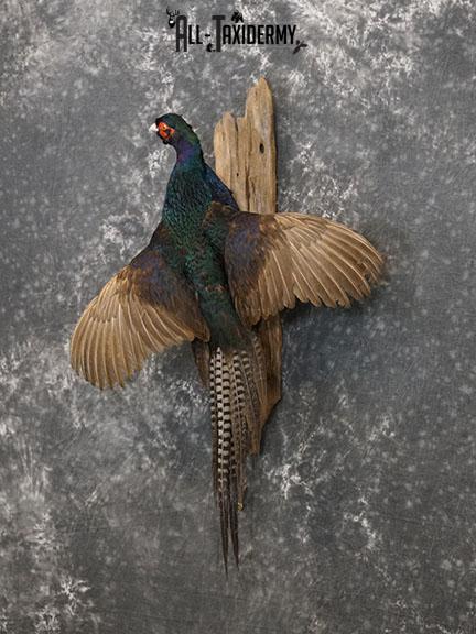 Melanistic Mutant Pheasant color phase taxidermy mount SKU 2222 - Image 6