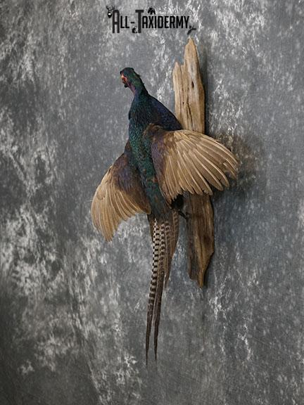 Melanistic Mutant Pheasant color phase taxidermy mount SKU 2222 - Image 5
