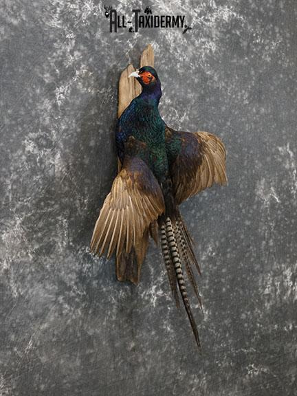 Melanistic Mutant Pheasant color phase taxidermy mount SKU 2222 - Image 4