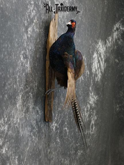 Melanistic Mutant Pheasant color phase taxidermy mount SKU 2222 - Image 3
