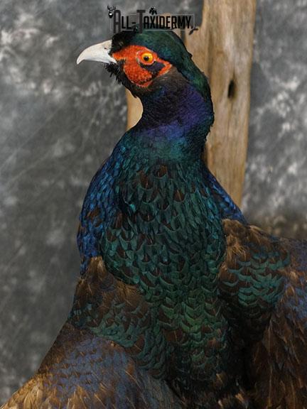 Melanistic Mutant Pheasant color phase taxidermy mount SKU 2222 - Image 2