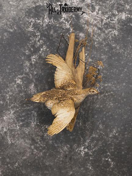 Sharp tailed Grouse in flight taxidermy mount SKU 2221