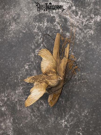 Sharp tailed Grouse in flight taxidermy mount SKU 2221 - Image 2