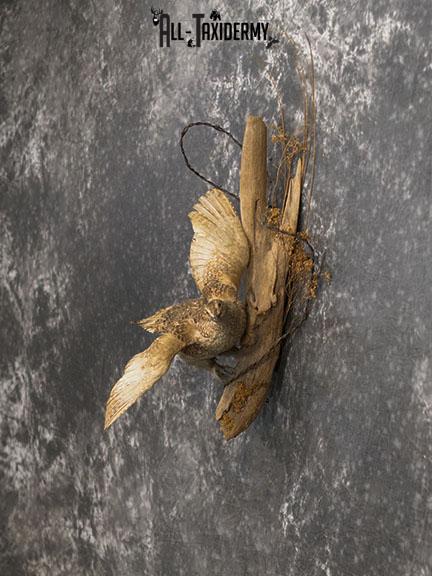 Sharp tailed Grouse in flight taxidermy mount SKU 2221 - Image 7