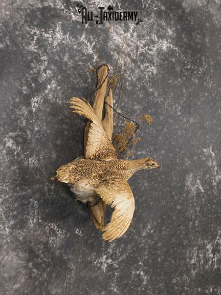 Sharp tailed Grouse in flight taxidermy mount SKU 2221 - Image 6
