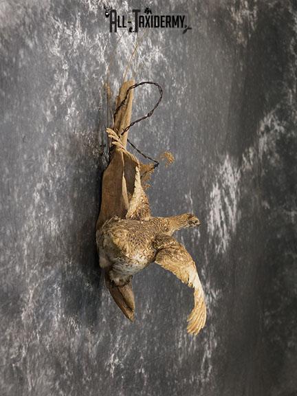 Sharp tailed Grouse in flight taxidermy mount SKU 2221 - Image 5