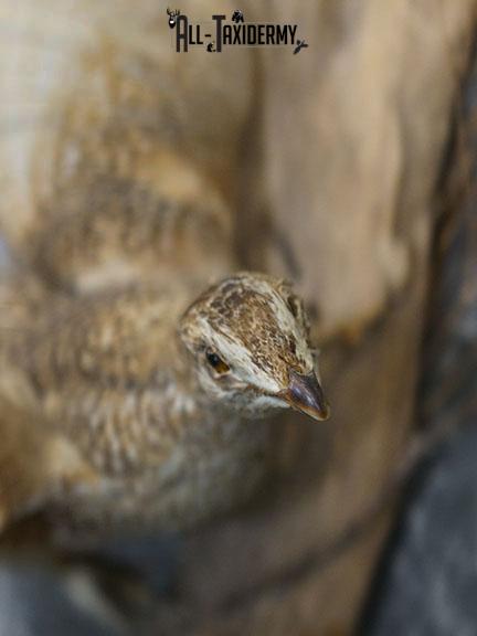 Sharp tailed Grouse in flight taxidermy mount SKU 2221 - Image 4
