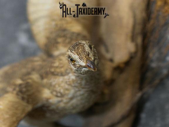 Sharp tailed Grouse in flight taxidermy mount SKU 2221 - Image 3