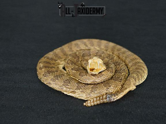 Diamondback Rattlesnake coiled taxidermy mount SKU 2220 - Image 2