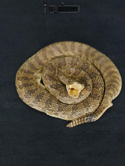 Diamondback Rattlesnake coiled taxidermy mount SKU 2220 - Image 7