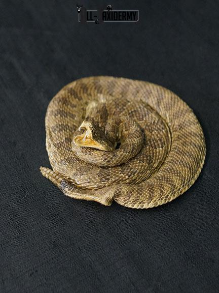 Diamondback Rattlesnake coiled taxidermy mount SKU 2220 - Image 6