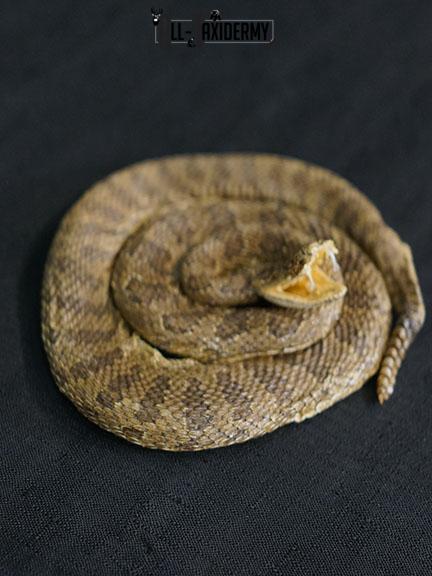 Diamondback Rattlesnake coiled taxidermy mount SKU 2220 - Image 5