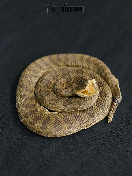 Diamondback Rattlesnake coiled taxidermy mount SKU 2220 - Image 4