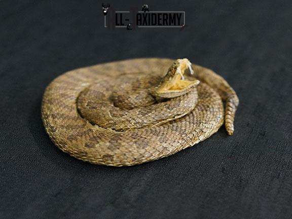 Diamondback Rattlesnake coiled taxidermy mount SKU 2220 - Image 3